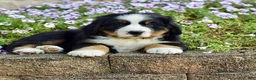 Bernese Mountain Dog dogs for sale: Mr. Barney - Ad 6