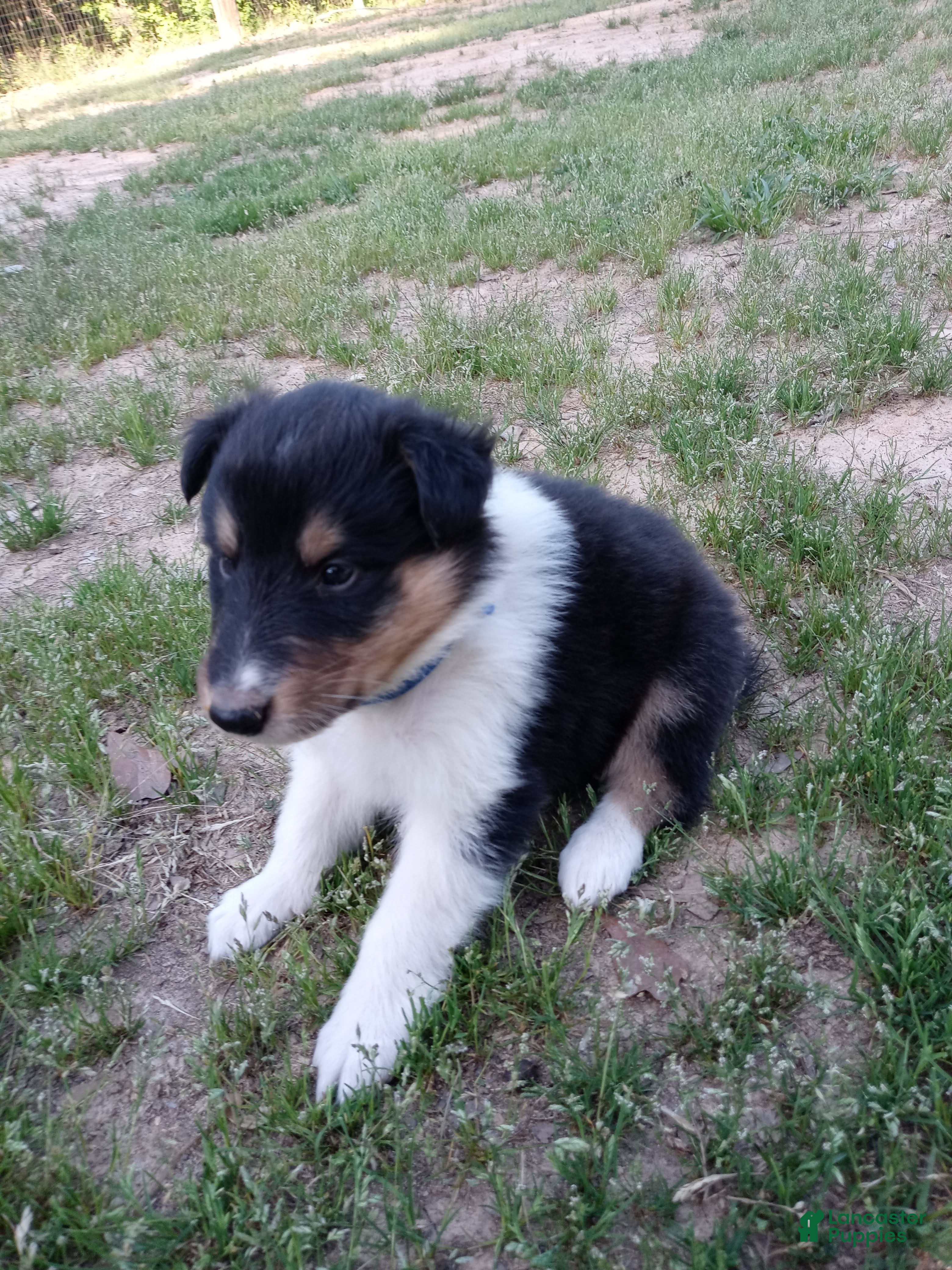 Collie dogs Tricolor Blue collar - Ad 8