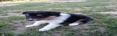 Tricolor Blue collar