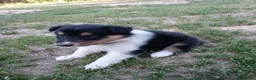 Collie dogs for sale: Tricolor Blue collar - Ad 1