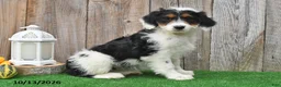Mini Aussiedoodle dogs for sale: Alexis - Ad 1