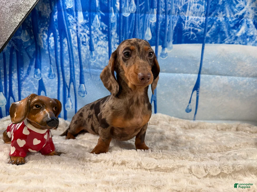 Miniature Dachshund dogs for sale: Rianna dappleShow boy - Ad 15