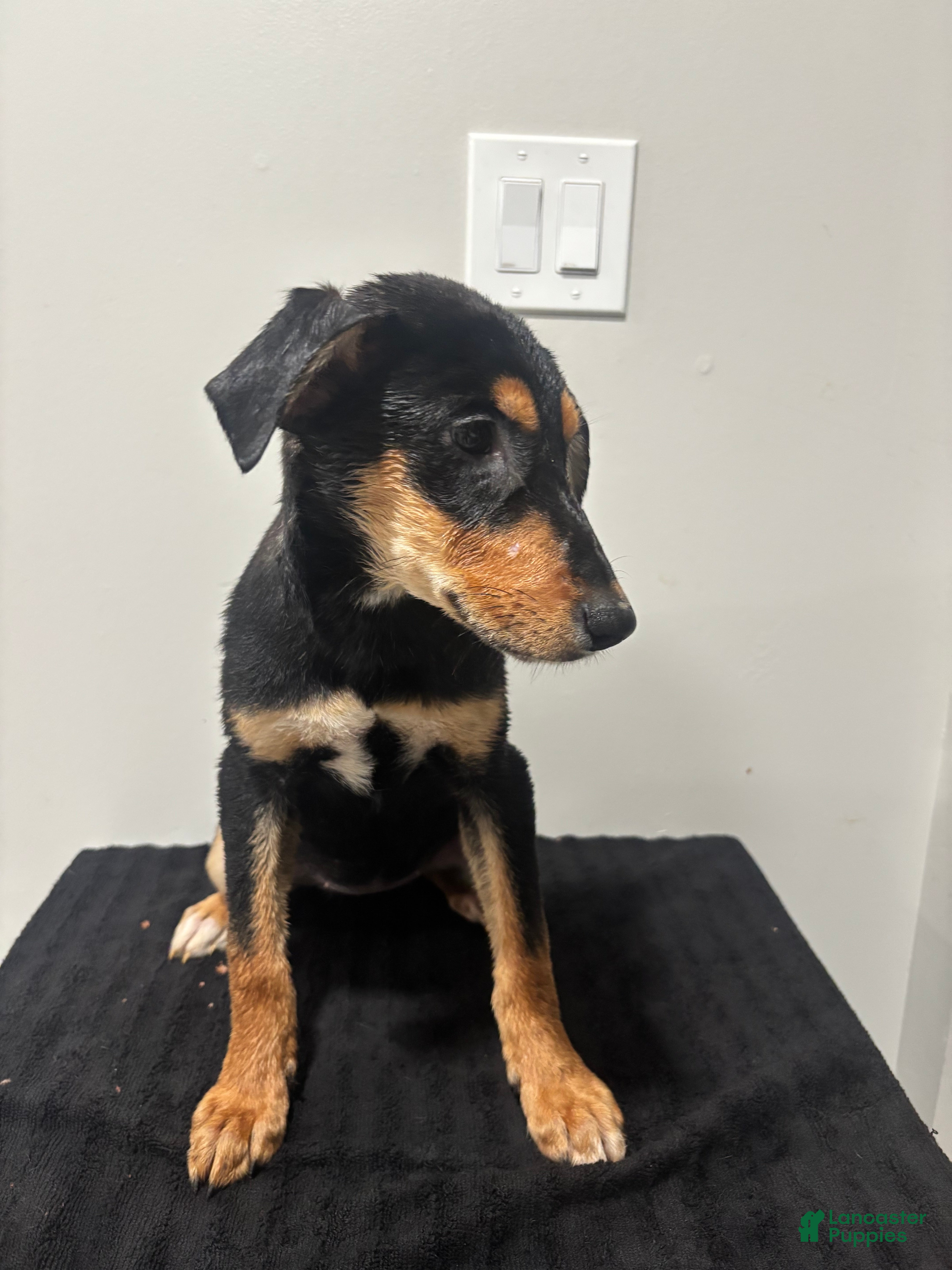 Mixed Breed dogs Mixed Breed Puppy 6 - Ad 1