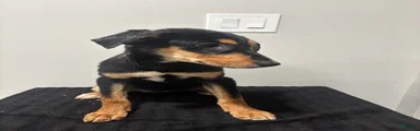Mixed Breed Puppy 6