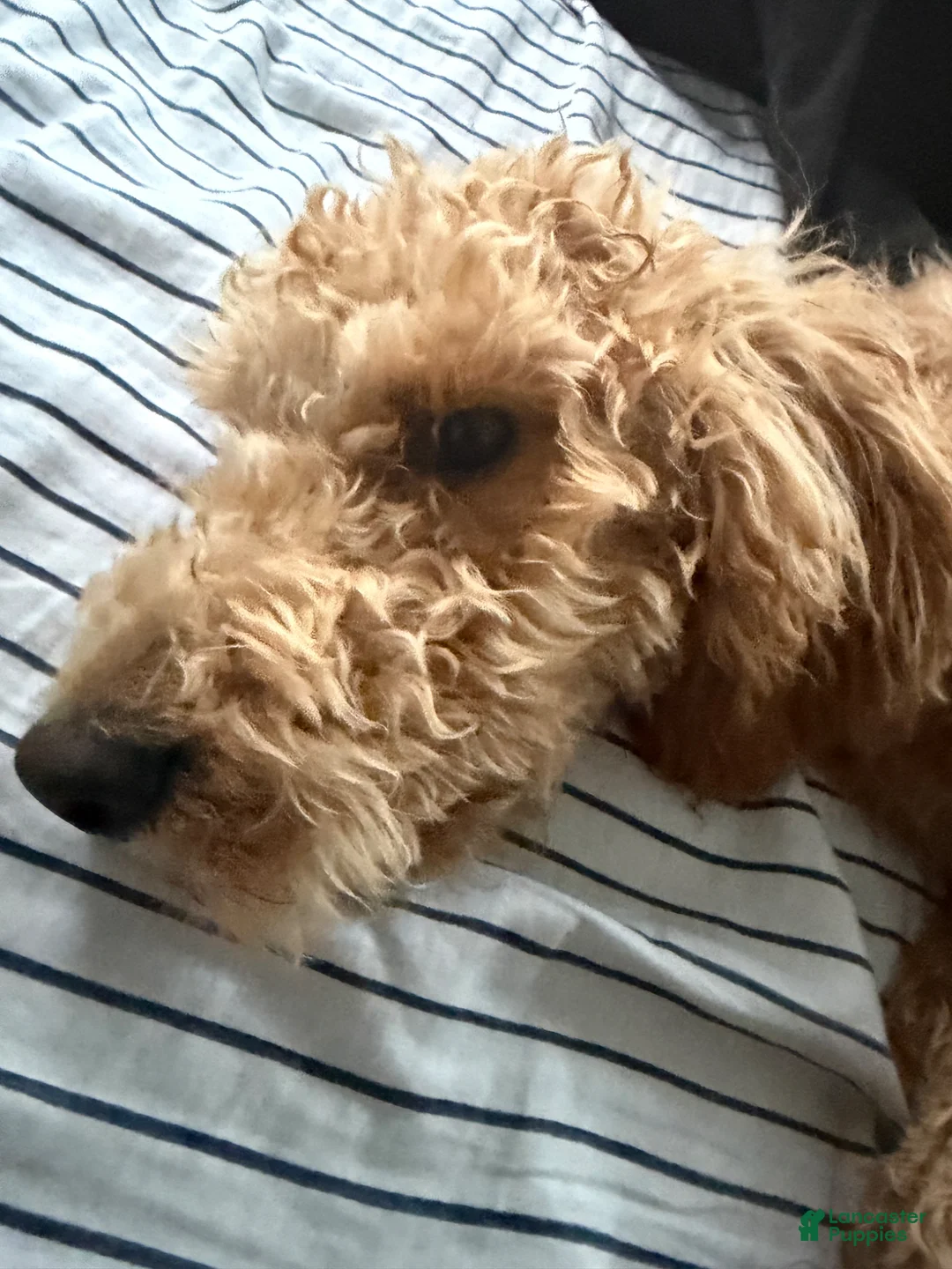 Goldendoodle dogs for sale: Pumpkin - Ad 2