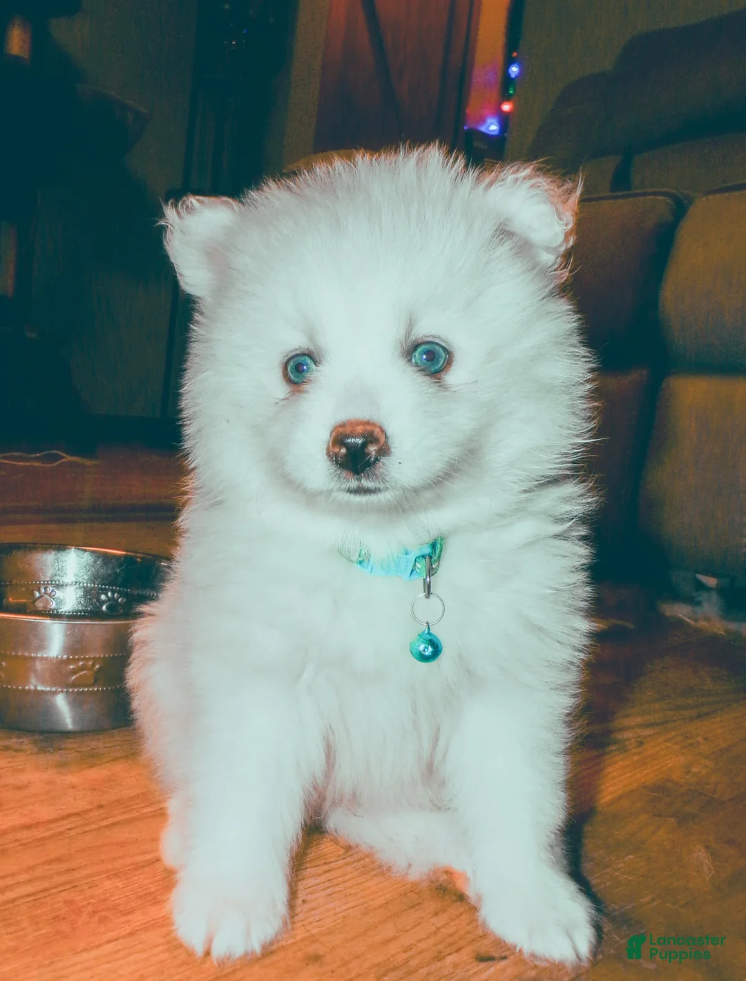 Pomsky dogs for sale: Pomsky Puppy 1 - Ad 1