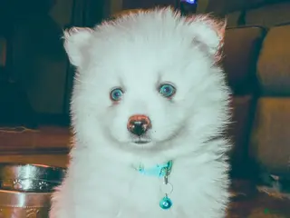 Pomsky dogs Pomsky Puppy 1 - Ad 5