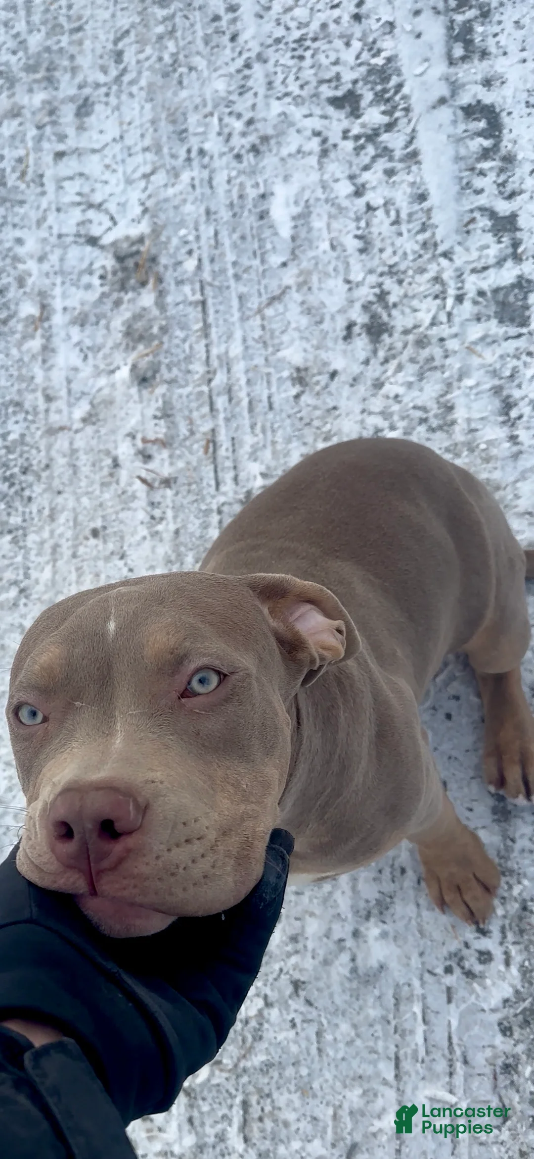 American Bully dogs for sale: Sebastian  - Ad 4