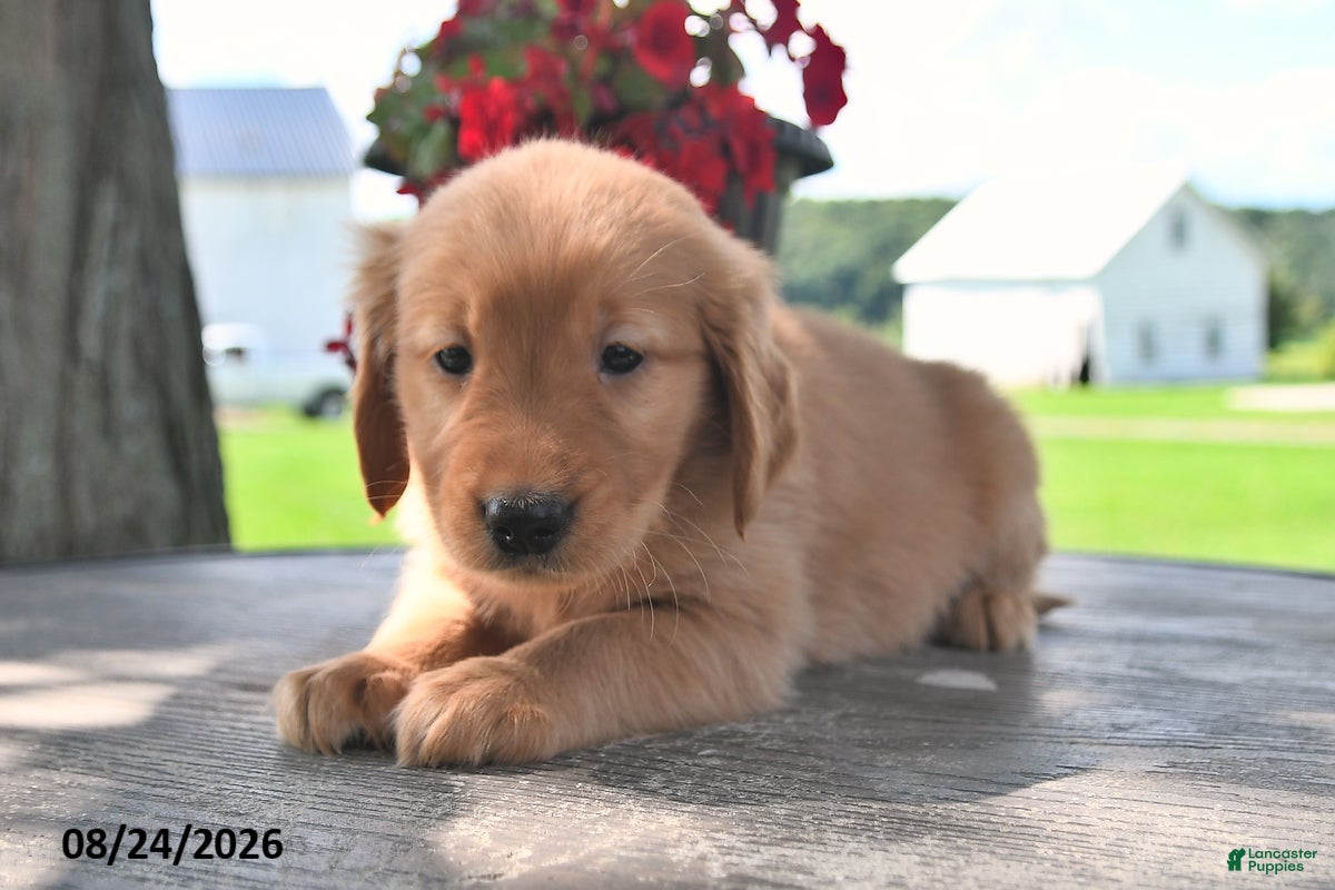 Golden Retriever dogs Teddy - Ad 2
