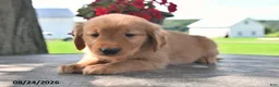 Golden Retriever dogs for sale: Teddy - Ad 2