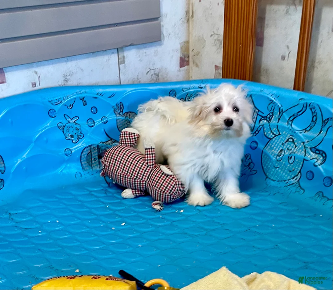 Mixed Breed dogs for sale: Sissy - Ad 9