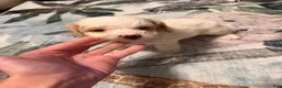 Mixed Breed dogs for sale: Tucker - Ad 5