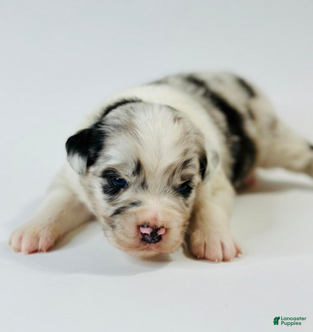 Mixed Breed dogs for sale: Cody - Ad 5