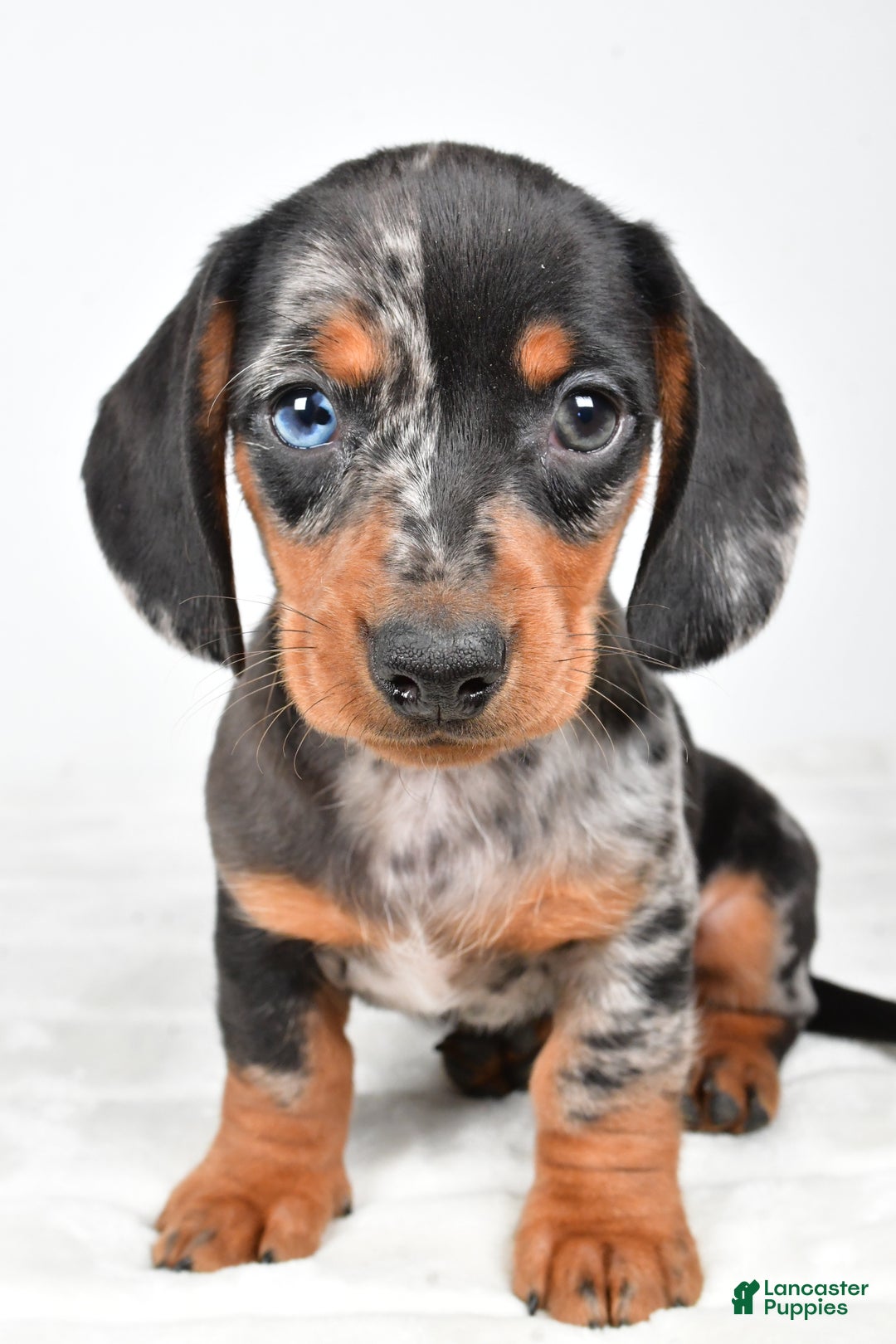 Miniature Dachshund dogs for sale: Sammy - Ad 6