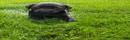 Labrador Retriever dogs for sale: Sadie - Ad 2
