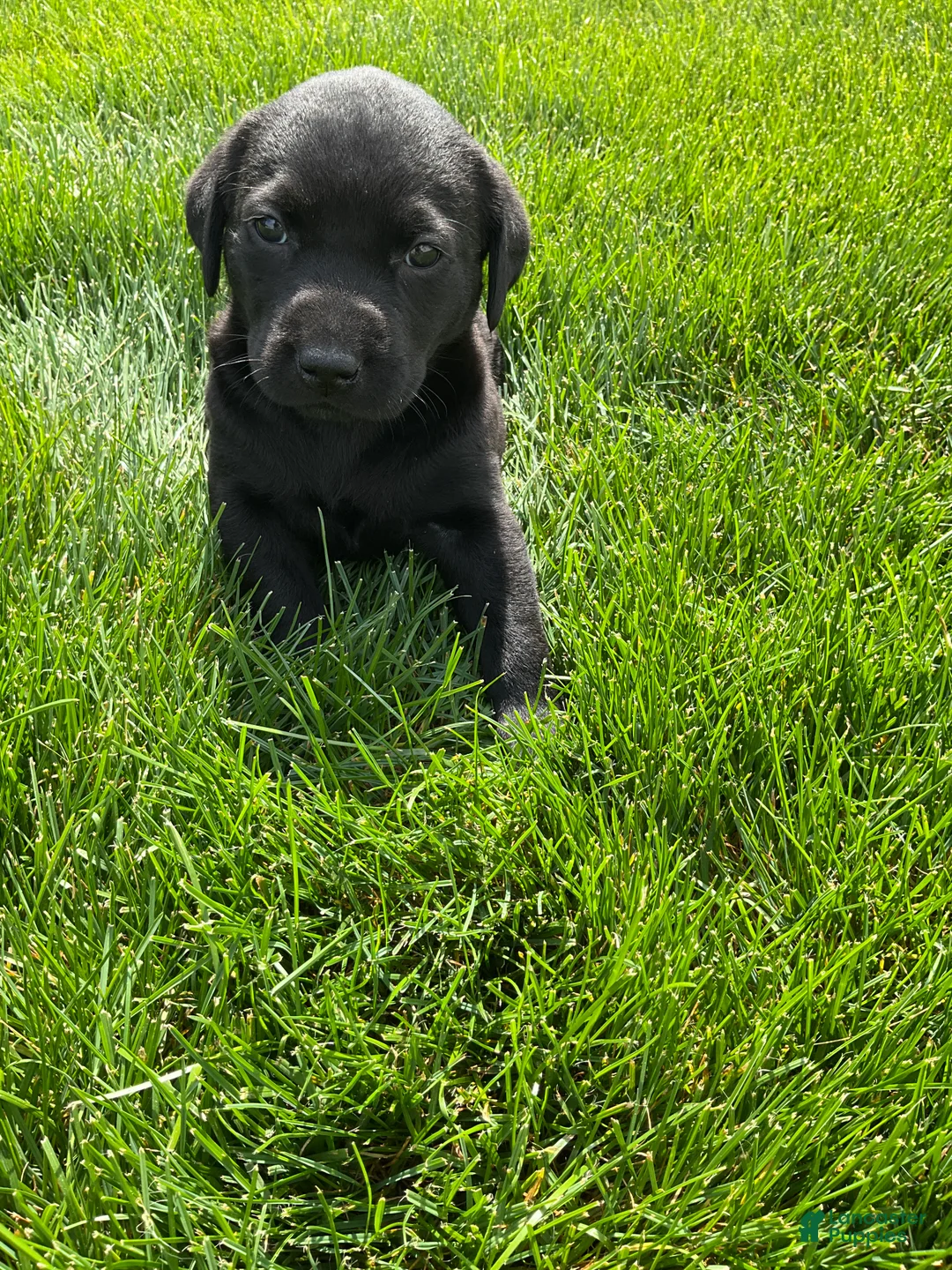 Labrador Retriever dogs for sale: Sadie - Ad 2