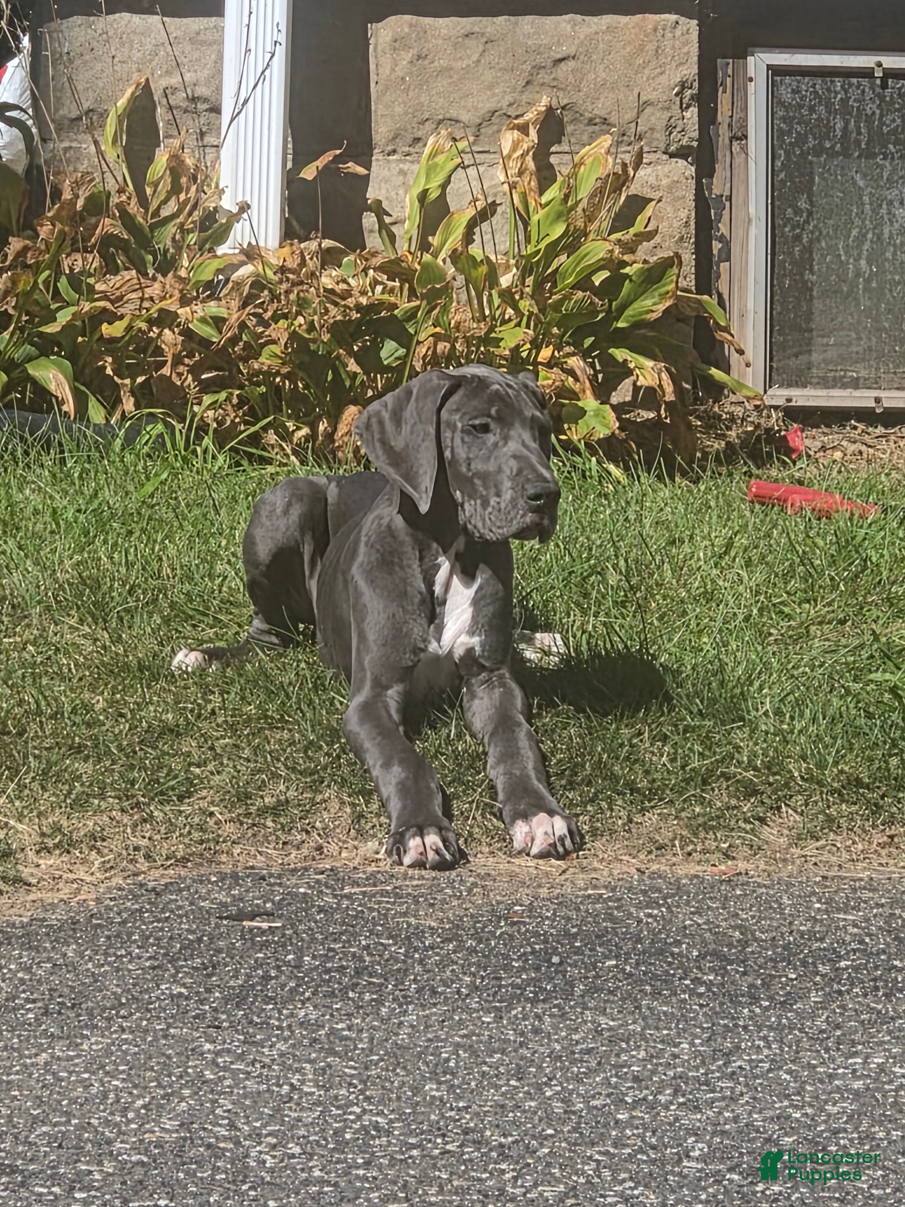 Great Dane dogs Dane#7 - Ad 1