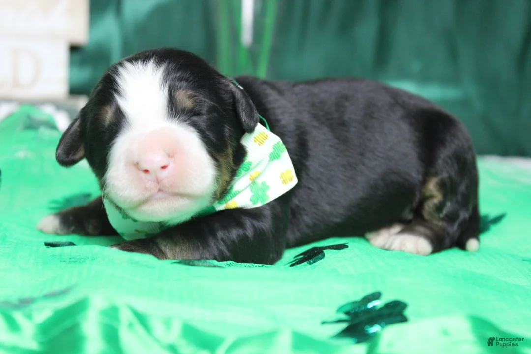 Bernese Mountain Dog dogs for sale: Riley  - Ad 6