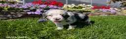 Cocker Spaniel dogs for sale: Anna - Ad 14