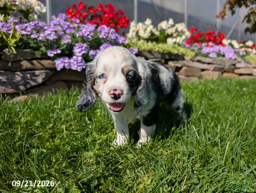 Cocker Spaniel dogs for sale: Anna - Ad 14