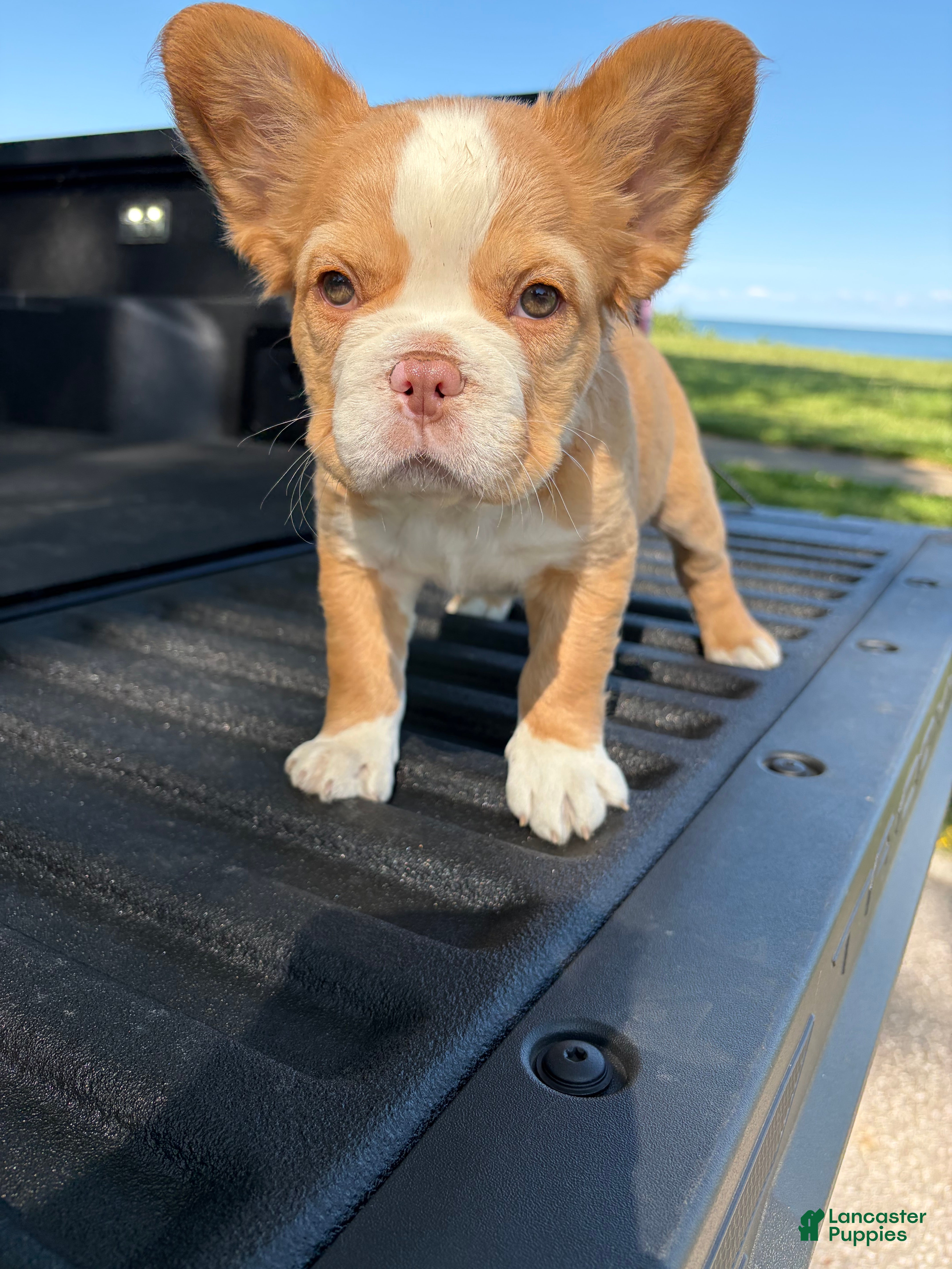 French Bulldog dogs French Bulldog 2 - Ad 1