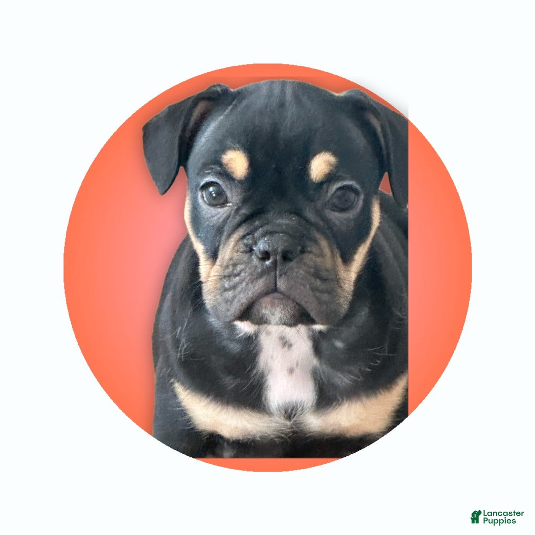 Mixed Breed dogs for sale: Mixed Breed Puppy 3 - Ad 4