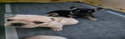 French Bulldog dogs for sale: Luke Skywalker  - Ad 2