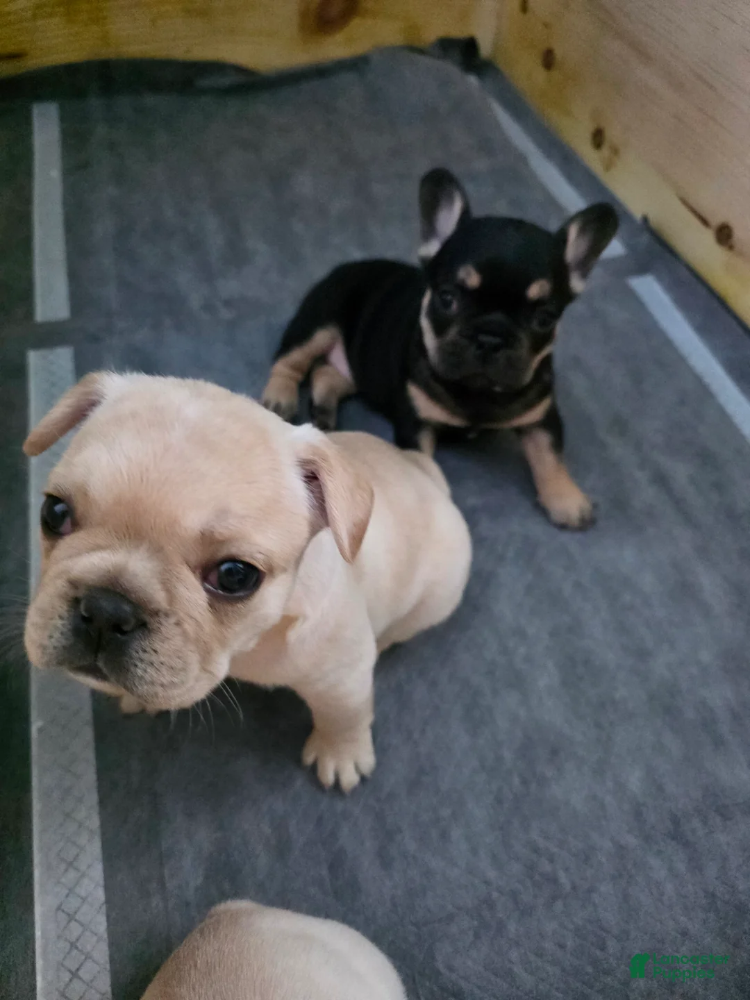 French Bulldog dogs for sale: Luke Skywalker  - Ad 2