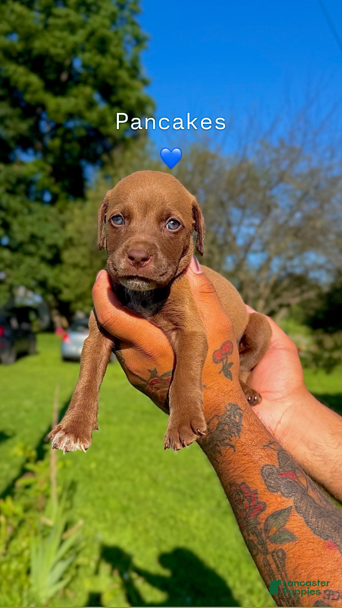 Mixed Breed dogs Mixed Breed 7 - Ad 16