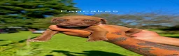 Mixed Breed dogs for sale: Mixed Breed 7 - Ad 1