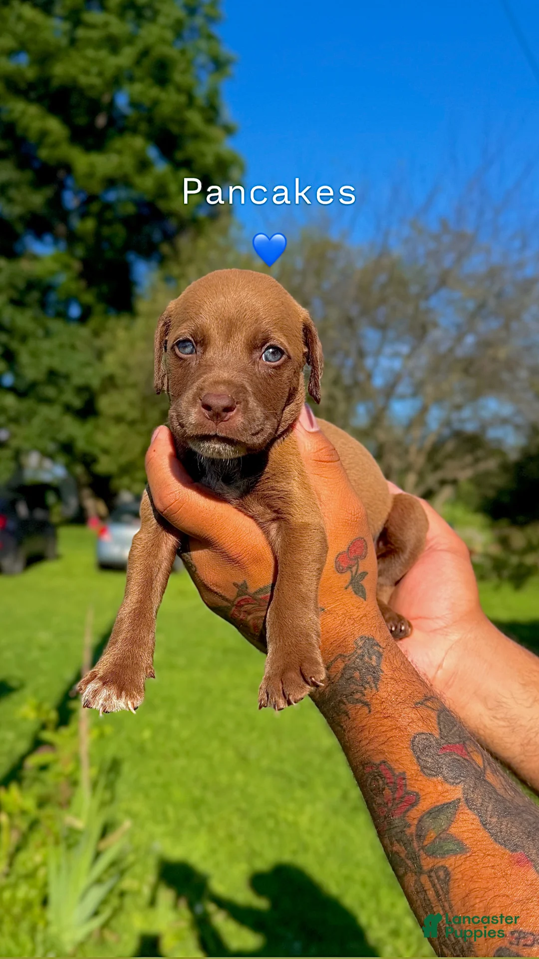 Mixed Breed dogs for sale: Mixed Breed 7 - Ad 1
