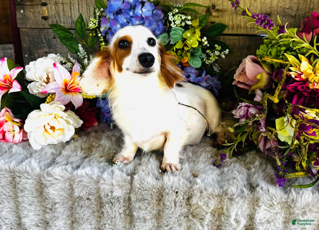 Miniature Dachshund dogs for sale: Johnny Walker (Longhair) - Ad 11