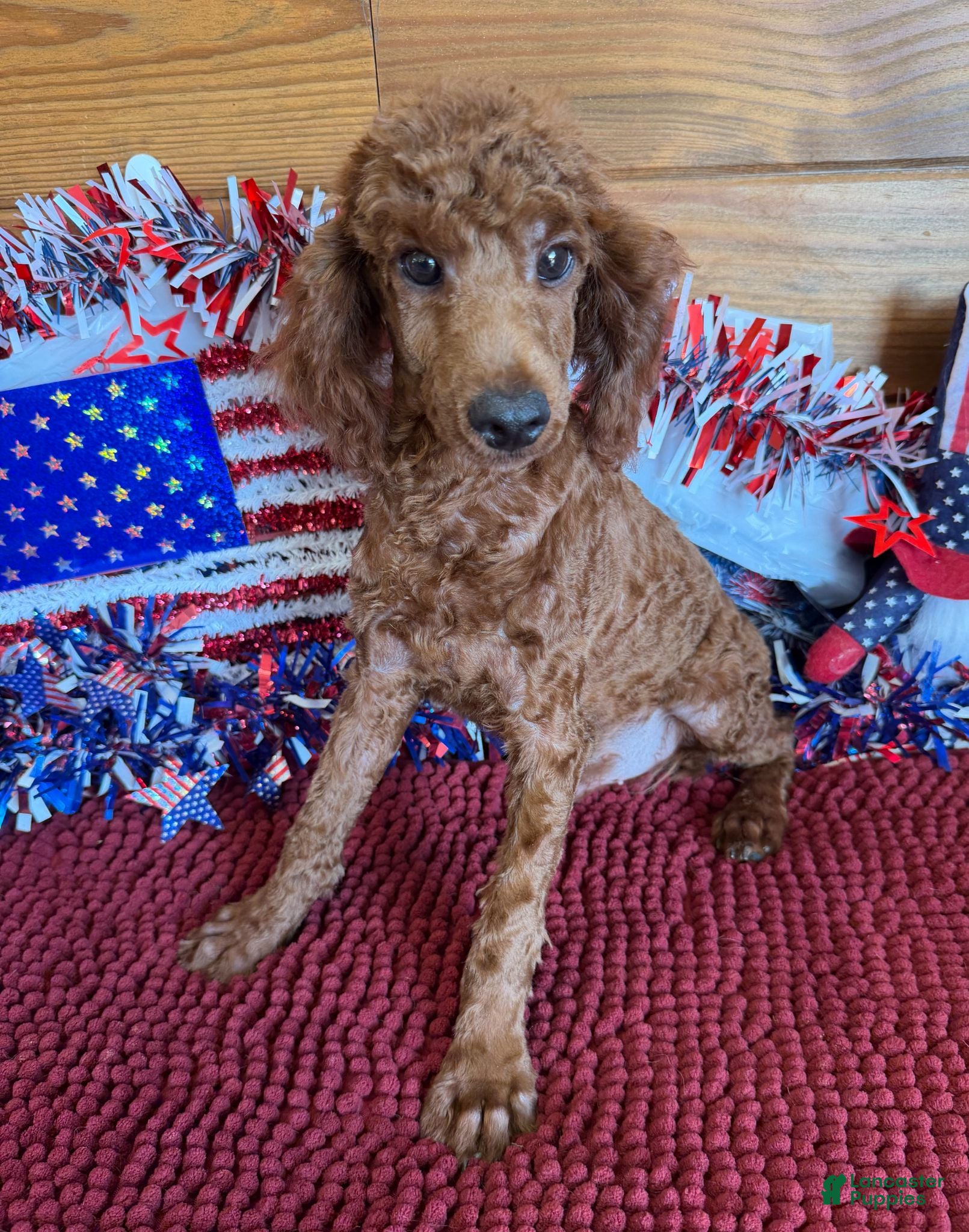 Miniature Poodle dogs Beau - Ad 16