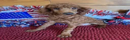 Miniature Poodle dogs for sale: Beau - Ad 1