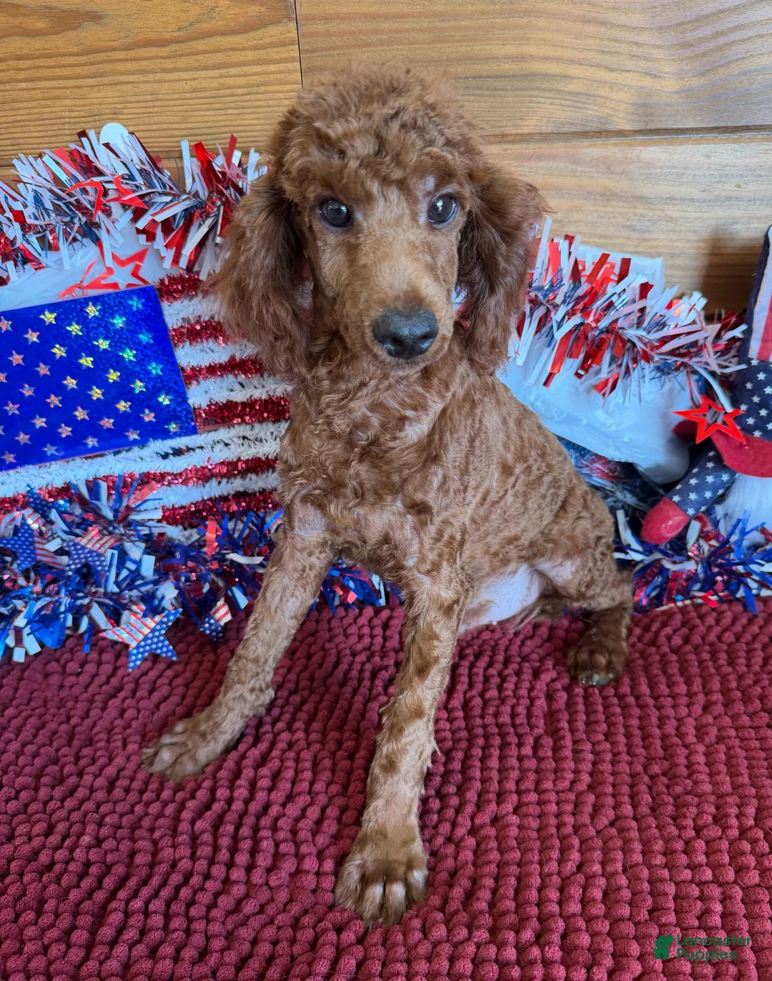 Miniature Poodle dogs for sale: Beau - Ad 1