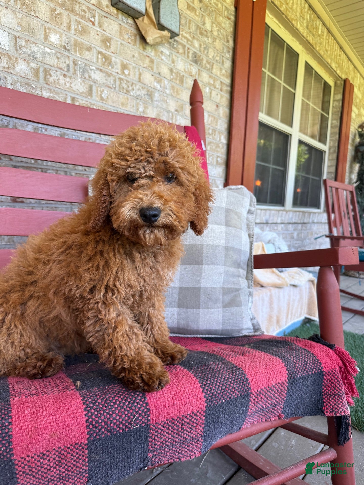 Mixed Breed dogs Jack - Ad 31