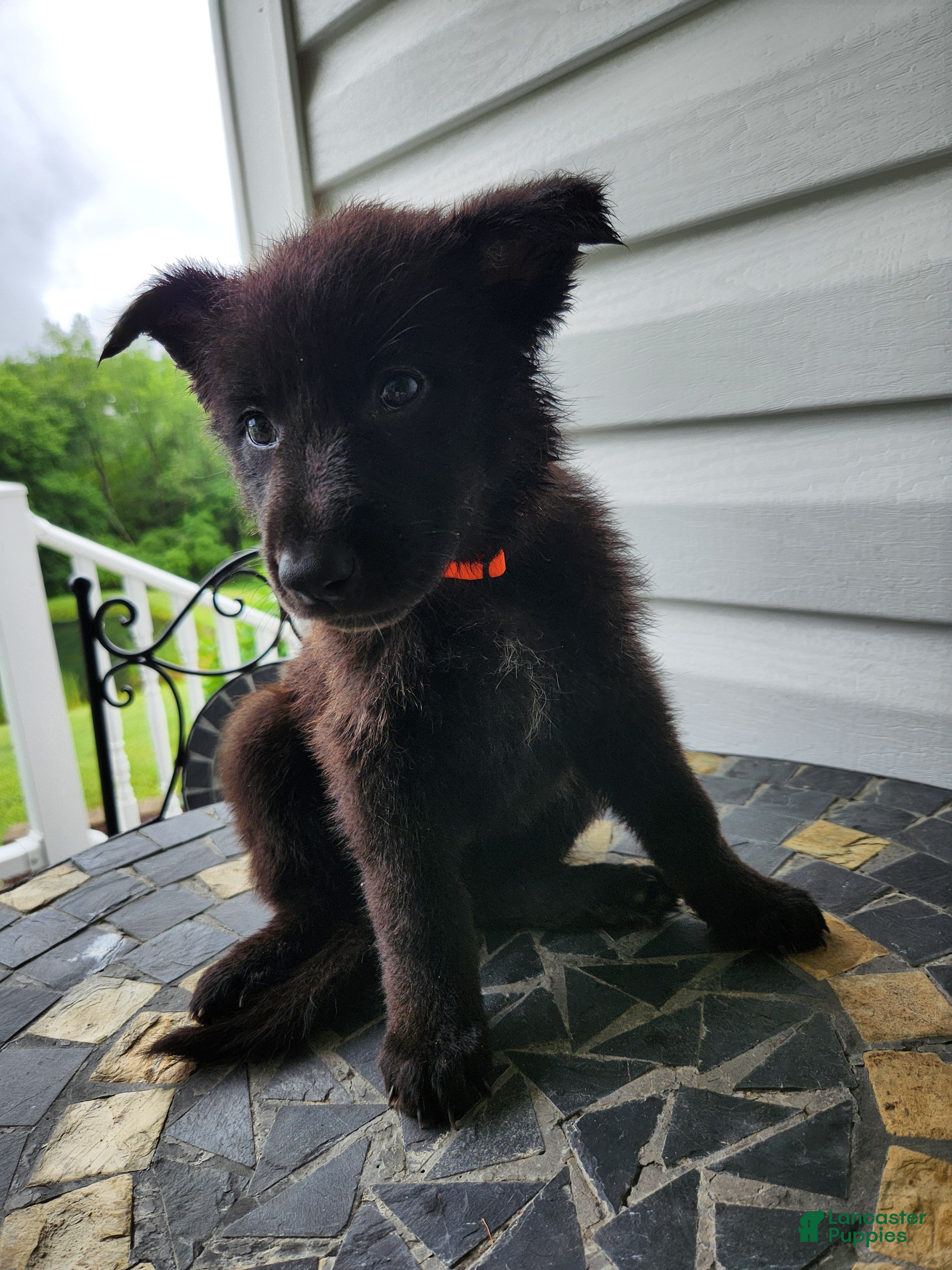German Shepherd dogs Dawn - Ad 1