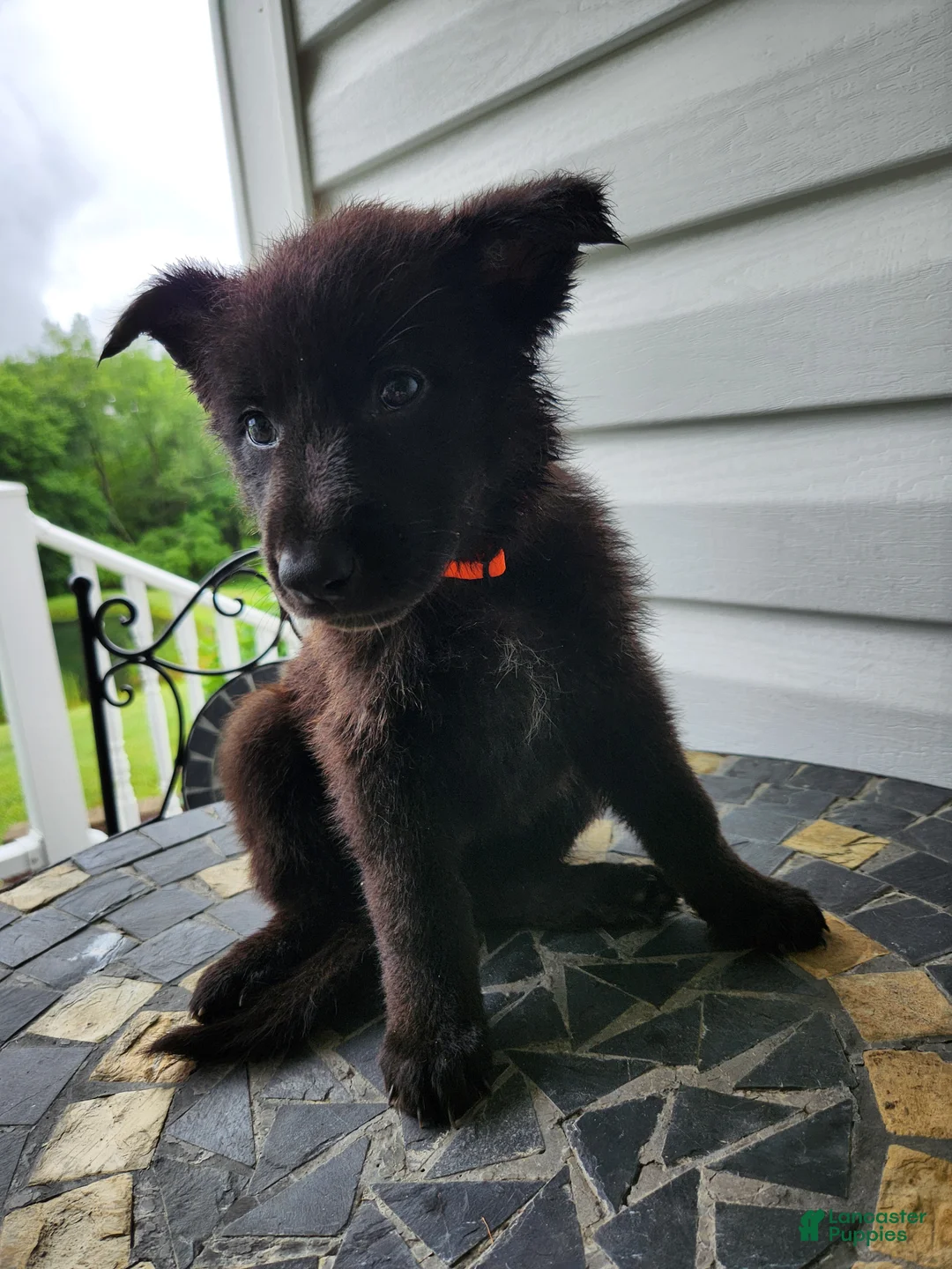 German Shepherd dogs for sale: Dawn - Ad 1