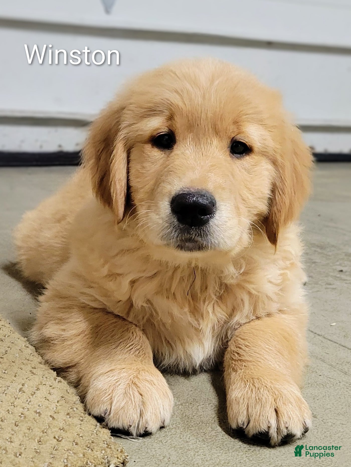 Golden Retriever dogs Winston - Ad 1