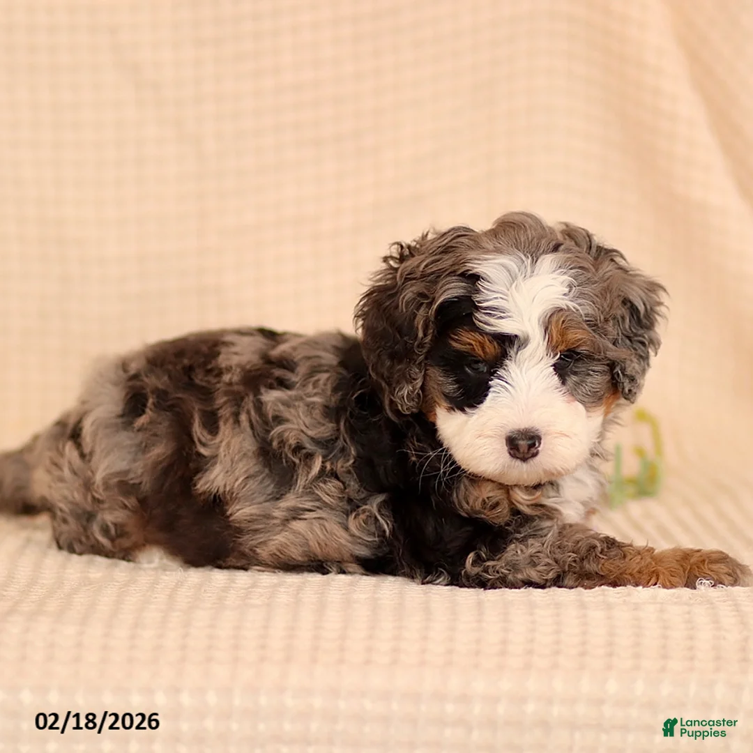 Mini Bernedoodle dogs for sale: Max - Ad 1