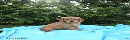 Miniature Golden Retriever dogs for sale: Charlotte - Ad 4
