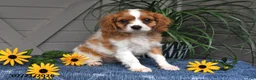Cavalier King Charles Spaniel dogs for sale: Judson - Ad 4