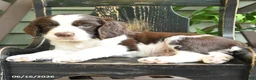 English Springer Spaniel dogs for sale: Jackson - Ad 2