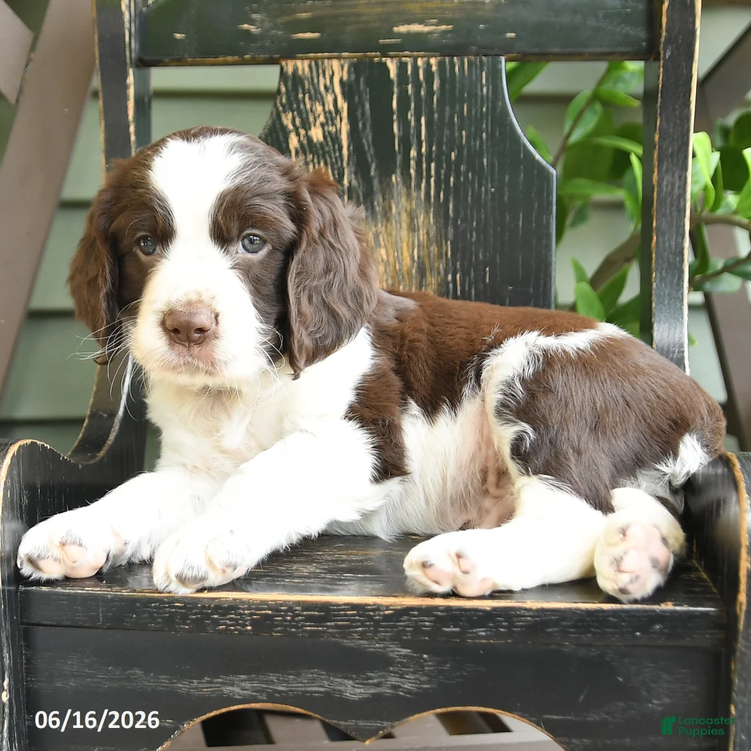 English Springer Spaniel dogs for sale: Jackson - Ad 2