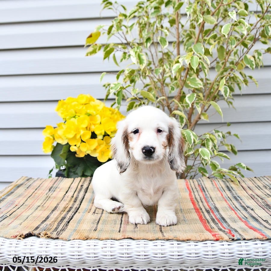 Dachshund dogs Dahlia - Ad 1