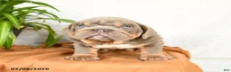 English Bulldog dogs for sale: Raymond - Ad 4