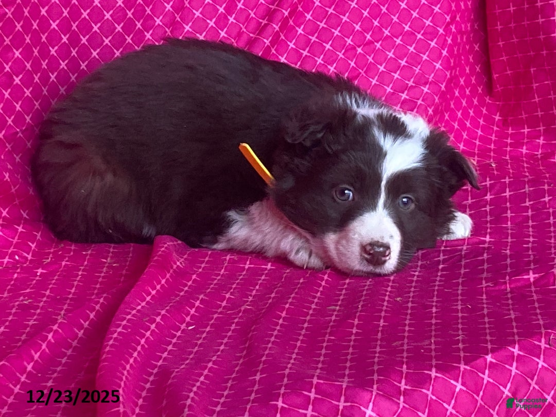 Mixed Breed dogs for sale: Goldie - Ad 3