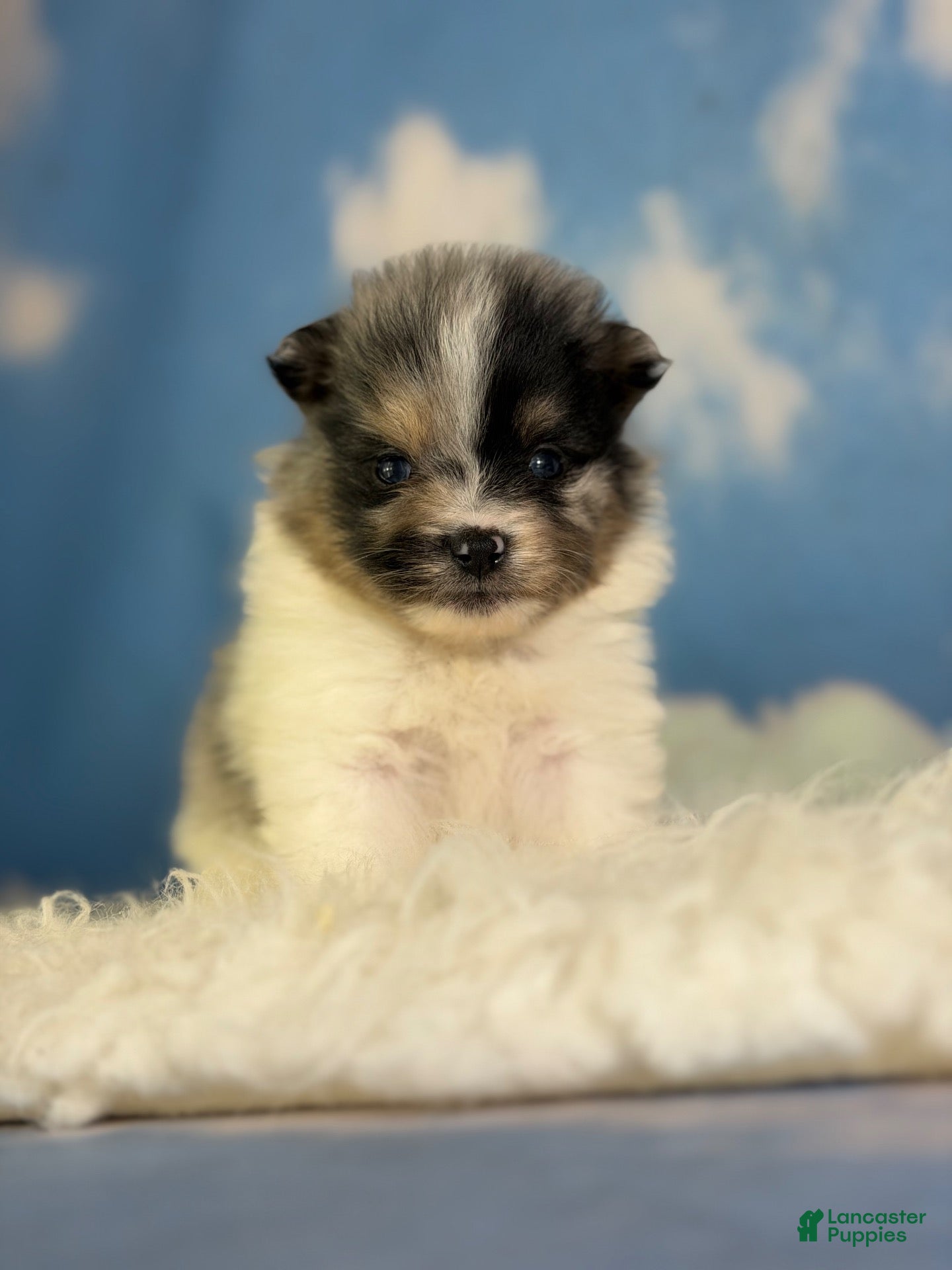 Pomeranian dogs ACA puzzle - Ad 2