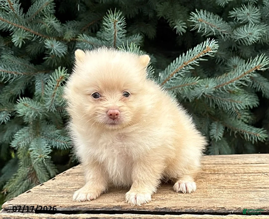 Pomeranian dogs for sale: Piper - Ad 1