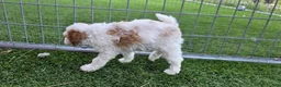 Miniature Poodle dogs for sale: Garfield Miniature Poodle Puppy  - Ad 3